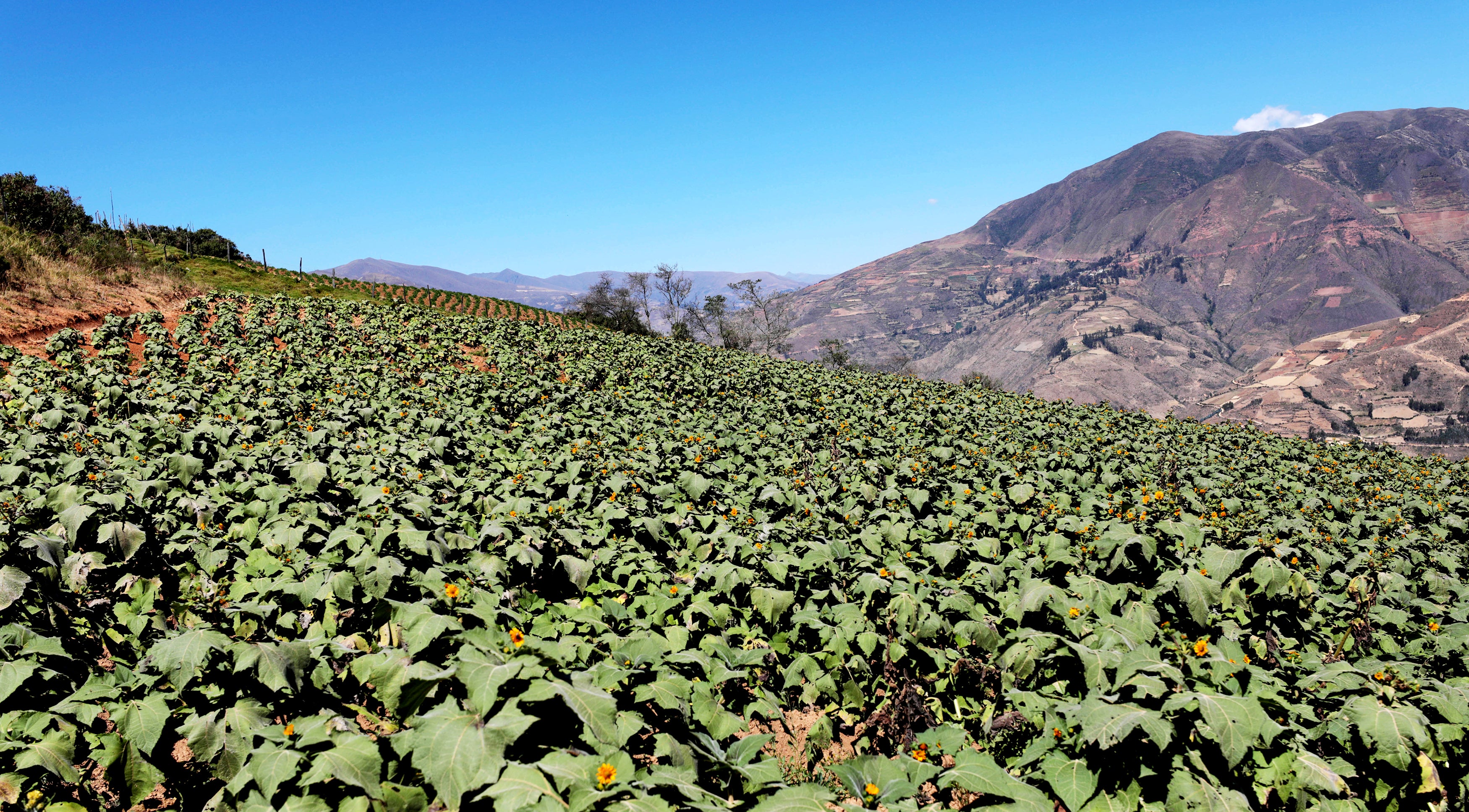Our story – Andean Roots
