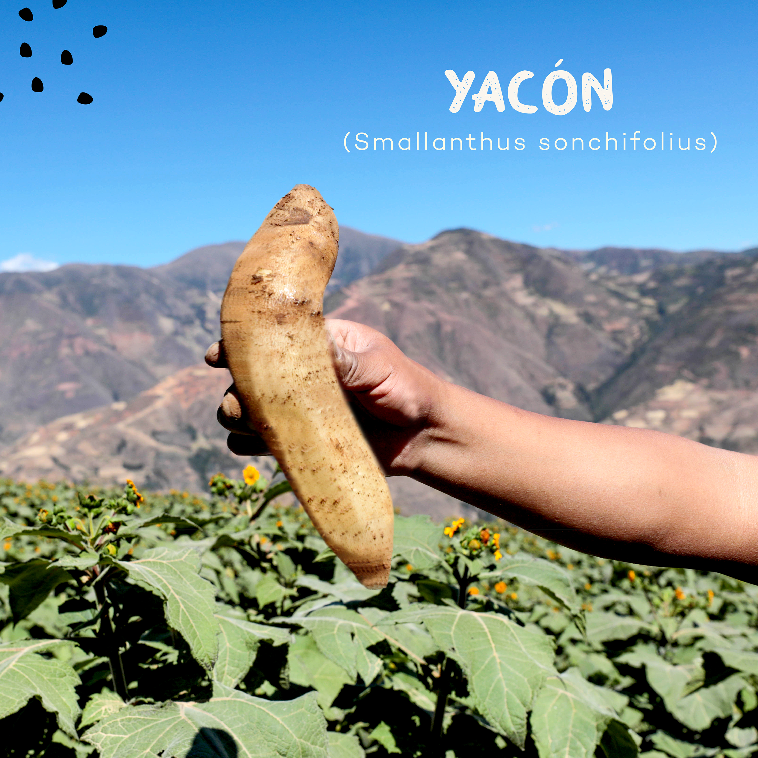 Yacón – Andean Roots